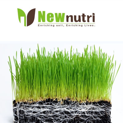 8% Alginic Acid Organic Soluble Seaweed Powder